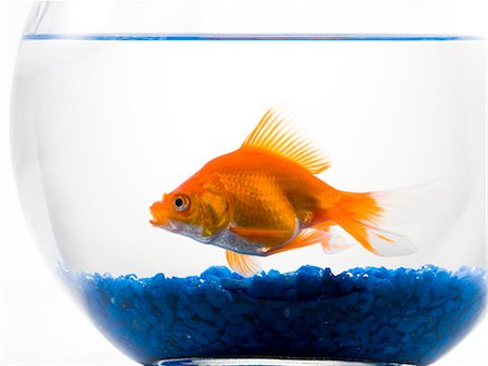 Goldfish in bowl on white background Stock Photo - Premium Royalty-Free, Code: 640-03257384