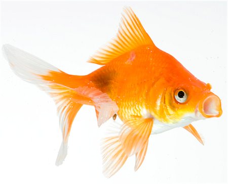 Goldfish on white background Stock Photo - Premium Royalty-Free, Code: 640-03257381