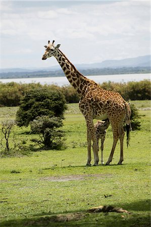 Giraffes in Kenya, Africa Stock Photo - Premium Royalty-Free, Code: 640-03257702