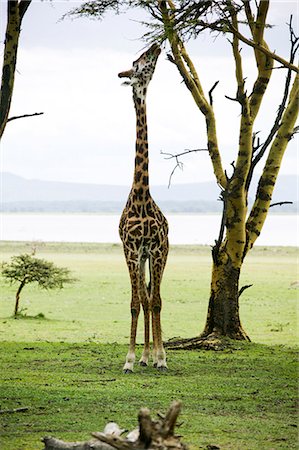 Giraffe in Kenya, Africa Stock Photo - Premium Royalty-Free, Code: 640-03257703