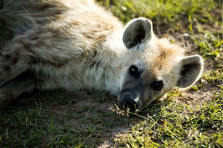 Hyena laying on the ground, Africa Foto de stock - Sin royalties Premium, Código: 640-03257725