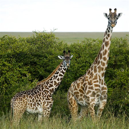 Giraffes in Kenya, Africa Stock Photo - Premium Royalty-Free, Code: 640-03257723