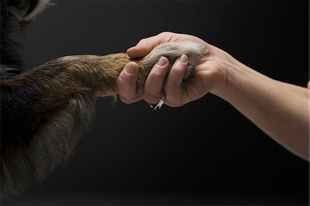 simsearch:640-03262464,k - Woman shaking a paw with dog Stock Photo - Premium Royalty-Free, Code: 640-03262464