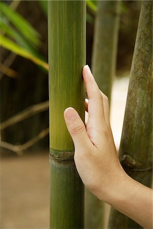 woman's hand leaning against bamboo stalk Foto de stock - Sin royalties Premium, Código: 656-02702841