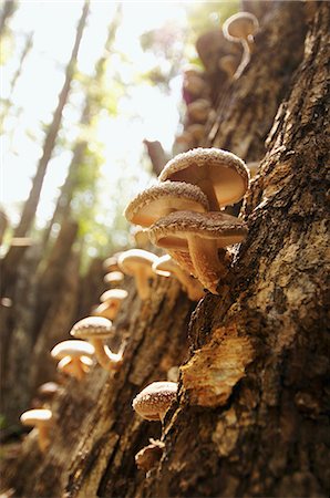 simsearch:659-03526248,k - Shiitake Mushrooms Growing on an Oak in the Ozarks of Missouri Stock Photo - Premium Royalty-Free, Code: 659-06154240