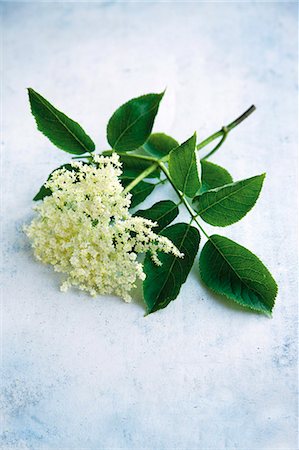 edible flower - Stem with elderflowers Stock Photo - Premium Royalty-Free, Code: 659-06154533