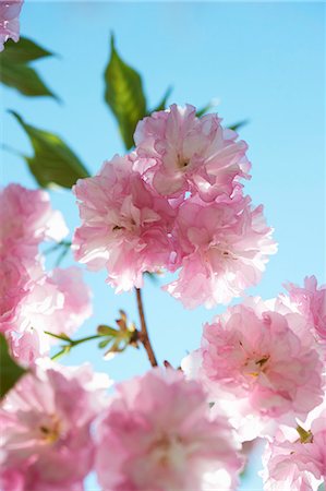 simsearch:659-07597339,k - Kwanzan Flowering Cherry Tree; Close Up; Blue Sky Stock Photo - Premium Royalty-Free, Code: 659-06154987
