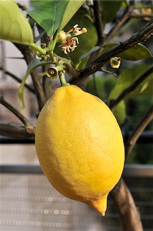 single lemon - Lemon on the tree Stock Photo - Premium Royalty-Free, Code: 659-06155008