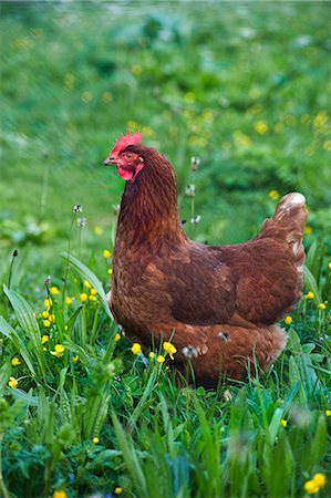 Hen in grass Stock Photo - Premium Royalty-Free, Code: 659-06155348