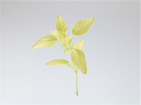 Golden oregano (Origanum vulgare 'Aureum') Stock Photo - Premium Royalty-Free, Code: 659-06155365