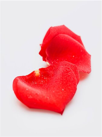 rose petals - Red rose petals Stock Photo - Premium Royalty-Free, Code: 659-06155393