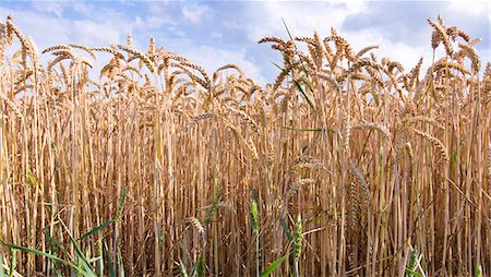 Wheat field Stock Photo - Premium Royalty-Free, Code: 659-06155602