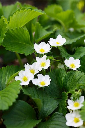 simsearch:659-06186270,k - Strawberry plants with flowers Stock Photo - Premium Royalty-Free, Code: 659-06155687
