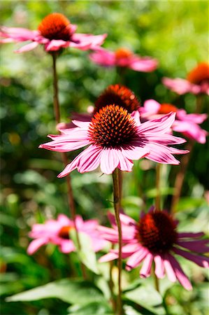 Flowering red echinacea Stock Photo - Premium Royalty-Free, Code: 659-06156010