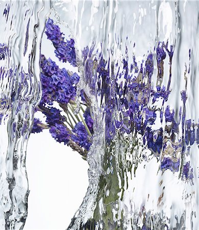 Lavender flowers under flowing water Stock Photo - Premium Royalty-Free, Code: 659-06151469