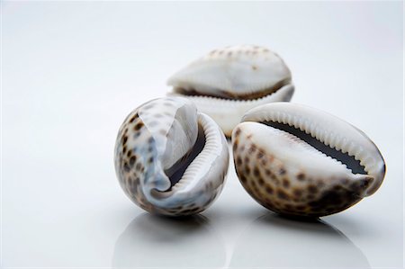 Three empty shells Stock Photo - Premium Royalty-Free, Code: 659-06152611