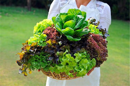 A woman holding basket of fresh lettuce Stock Photo - Premium Royalty-Free, Code: 659-06152800