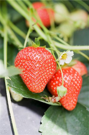 simsearch:659-06186270,k - Strawberries and flowers on the plants Stock Photo - Premium Royalty-Free, Code: 659-06152879