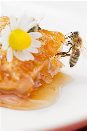 Un nid d'abeilles, une abeille et une Marguerite Photographie de stock - Premium Libres de Droits, Code: 659-06152885