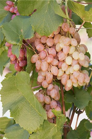 Rose wine grapes on a vine Stock Photo - Premium Royalty-Free, Code: 659-06153043