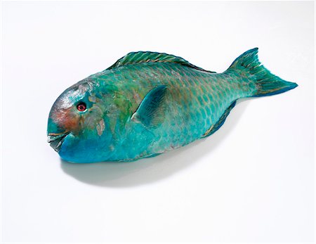 simsearch:659-03535097,k - A parrot fish Foto de stock - Sin royalties Premium, Código: 659-06153412