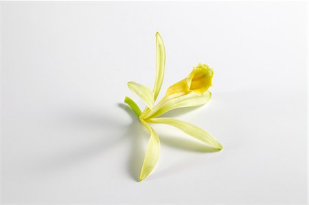 Vanilla blossom Stock Photo - Premium Royalty-Free, Code: 659-06153758