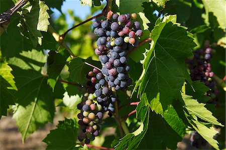 Organic Table Grapes on the Vine Stock Photo - Premium Royalty-Free, Code: 659-06184018