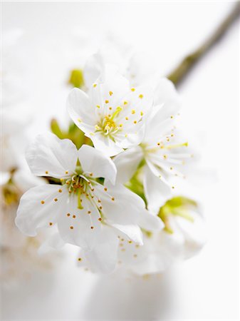 Cherry blossom branch (close-up) Stock Photo - Premium Royalty-Free, Code: 659-06185161