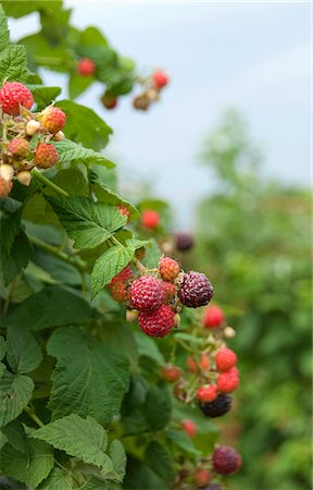 raspberry - Wild Raspberries Growing in Maine Stock Photo - Premium Royalty-Free, Code: 659-06185932