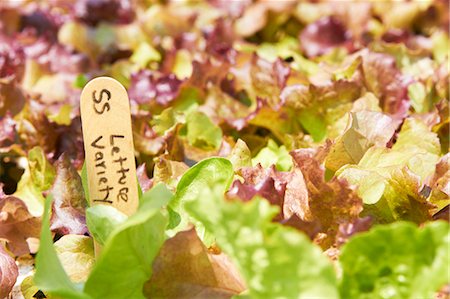 simsearch:659-06306291,k - Close Up of Lettuce Growing with Marker Stock Photo - Premium Royalty-Free, Code: 659-06186483