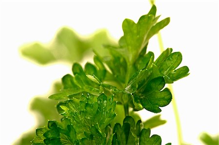 parsley - Parsley with droplets of water (close-up) Stock Photo - Premium Royalty-Free, Code: 659-06186631