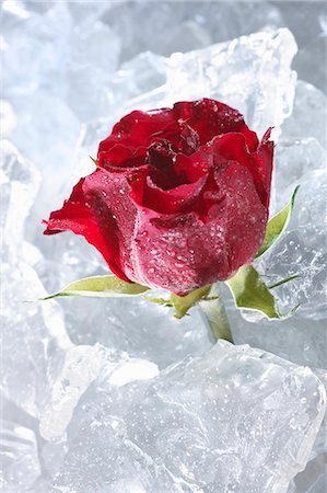 symbol - Rose rouge dans la glace Photographie de stock - Premium Libres de Droits, Code: 659-06188070