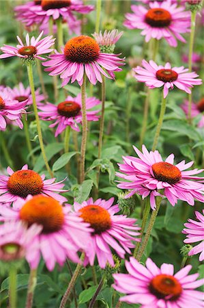 Echinacea (echinacea purpurea) in a garden Stock Photo - Premium Royalty-Free, Code: 659-06183799
