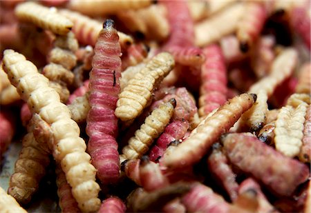 Raw maguey worms Stock Photo - Premium Royalty-Free, Code: 659-06306258