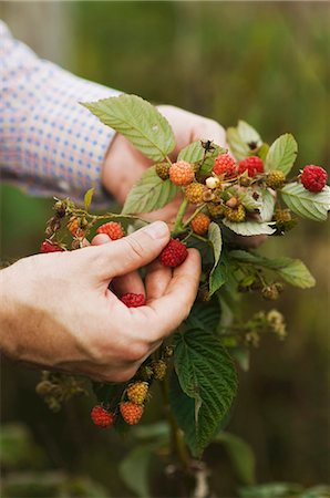 Mans Hands Holding a Raspberry Branch to Pick a Ripe Raspberry Stock Photo - Premium Royalty-Free, Code: 659-06307283