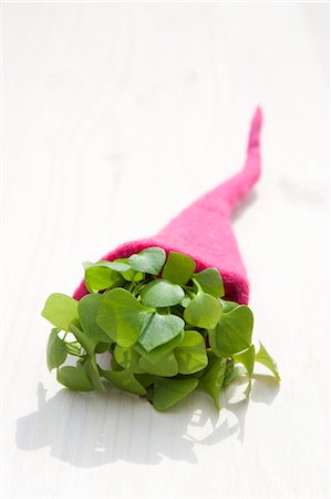 felt - Purslane (Portulaka sativa) in a felt cornucopia Stock Photo - Premium Royalty-Free, Code: 659-06307324