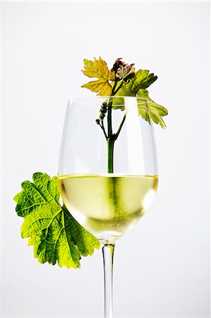 simsearch:659-06186663,k - A glass of white wine with a young vine and leaves Stock Photo - Premium Royalty-Free, Code: 659-06307444