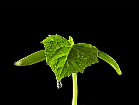 dripping silhouette - Water dripping from the cucumber plant Foto de stock - Sin royalties Premium, Código: 659-06307684