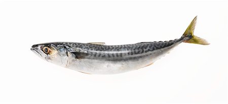 seafood - Whole Fresh Mackerel on a White Background Foto de stock - Sin royalties Premium, Código: 659-06372579