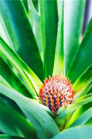pineapple - Baby Pineapple Plant Stock Photo - Premium Royalty-Free, Code: 659-06373116