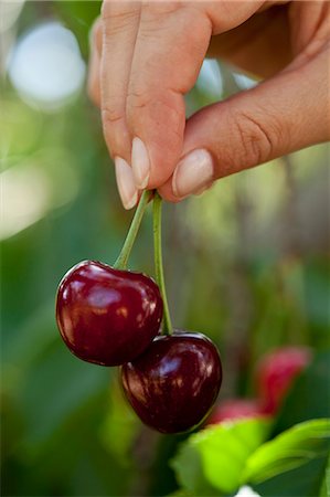 simsearch:659-07597339,k - A hand holding a pair of cherries Stock Photo - Premium Royalty-Free, Code: 659-06373217