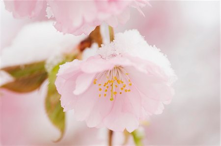 simsearch:659-06184015,k - Snow-capped cherry blossom Stock Photo - Premium Royalty-Free, Code: 659-06373448