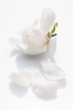 spring blossom white - A magnolia flower on a white surface Stock Photo - Premium Royalty-Free, Code: 659-06373712