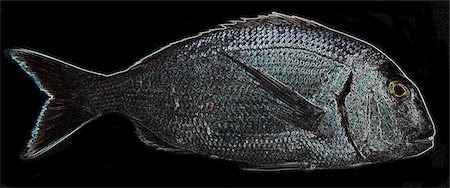 simsearch:659-03535097,k - A fluorescent fish Foto de stock - Sin royalties Premium, Código: 659-06373843