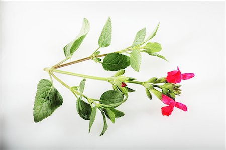 Redcurrant sage (Salvia ovrahamis) Stock Photo - Premium Royalty-Free, Code: 659-06494361
