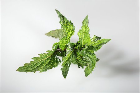 Moroccan tea mint (Mentha spicata var. crispa) Stock Photo - Premium Royalty-Free, Code: 659-06494387