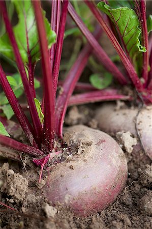 root vegetable - Beetroot in a field Stock Photo - Premium Royalty-Free, Code: 659-06494409