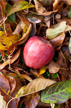 simsearch:659-07069466,k - An apple in a pile of autumnal leaves Photographie de stock - Premium Libres de Droits, Code: 659-06494914