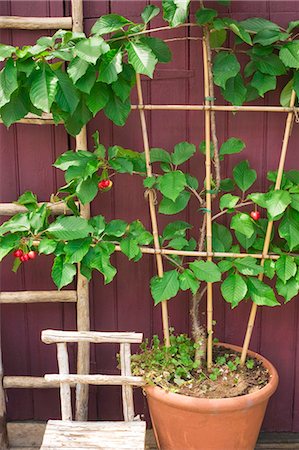 simsearch:659-07597339,k - A young cherry tree in a terracotta pot against the wall of a house Stock Photo - Premium Royalty-Free, Code: 659-06493675