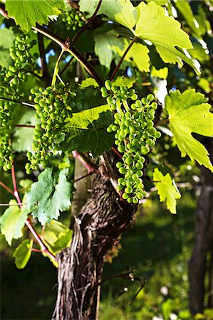 simsearch:659-06493733,k - A vine with unripe grapes in early summer Stock Photo - Premium Royalty-Free, Code: 659-06493735